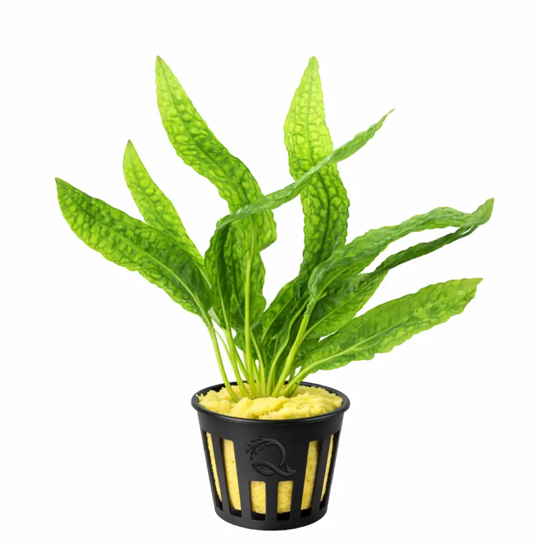 Cryptocoryne