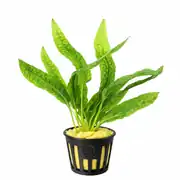 Cryptocoryne