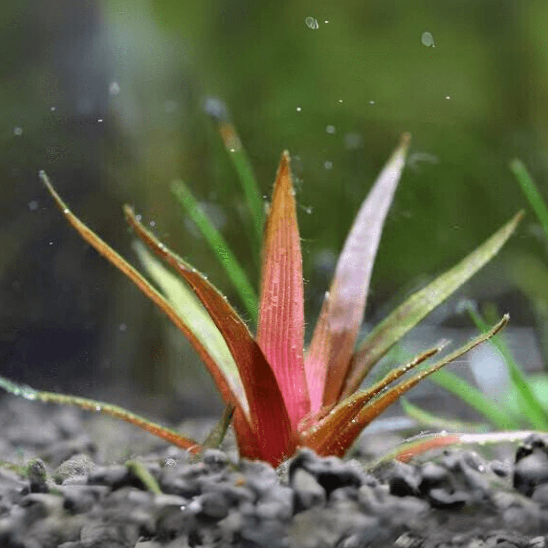 Eriocaulon Quinquangulare