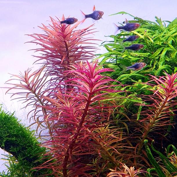Limnophila Hippuridoides