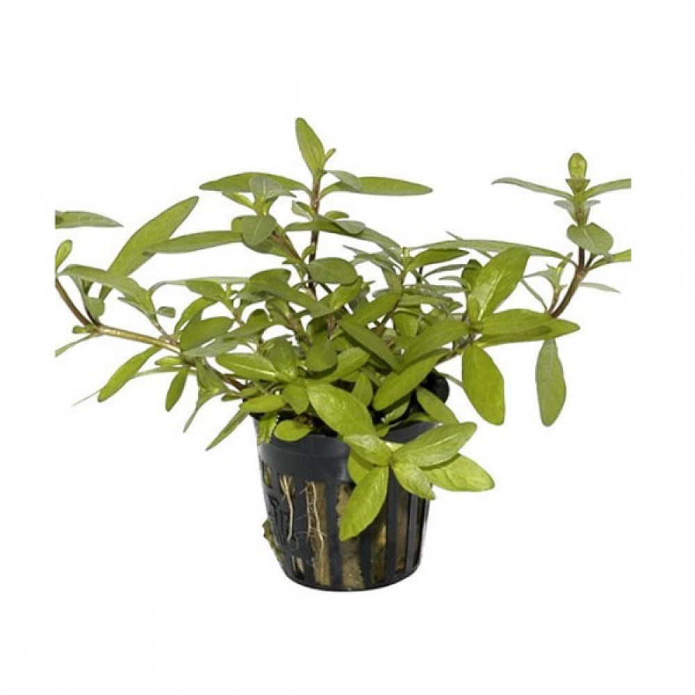 Hygrophila Polysperma (Zeytin)