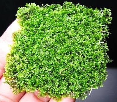 Mini Pellia Moss (Riccardia Chamedryfolia)