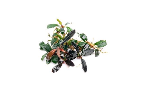 Bucephalandra Paketi (M)