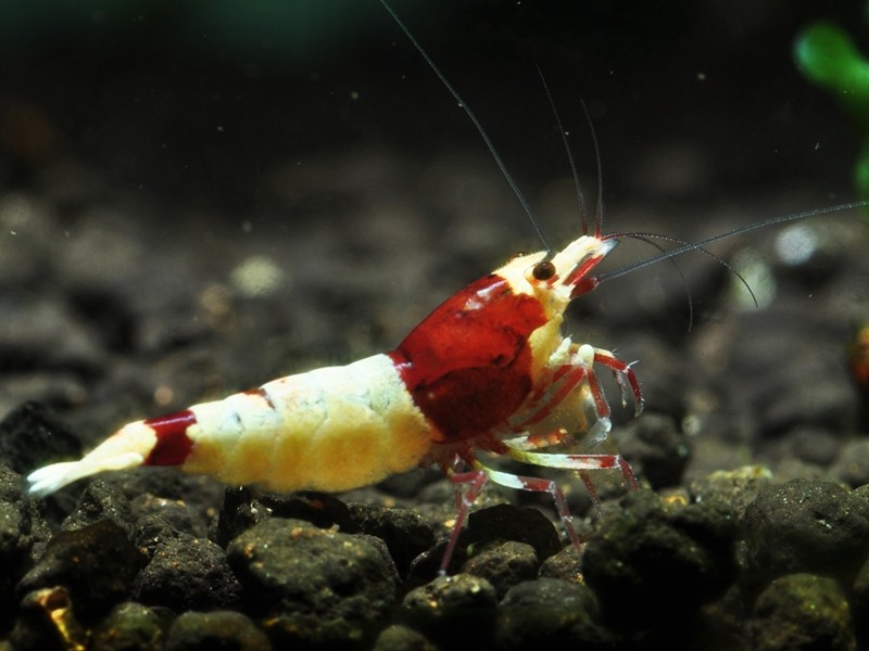 Taiwan Bee Red Shadow Mosura 1-1,2 cm (10 Adet)