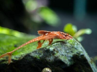 Red lizard Whiptail Catfish 5-6cm