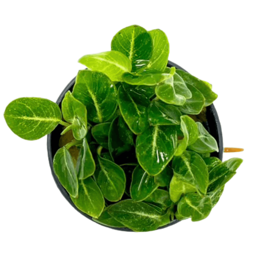 Anubias Stardust Mini