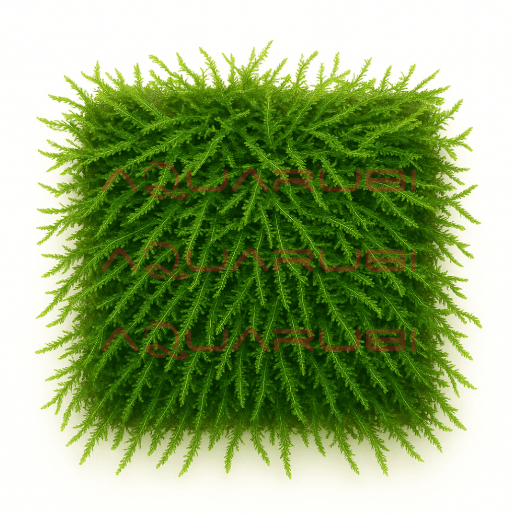 Pilo Moss (Pilotrichaceae sp.)