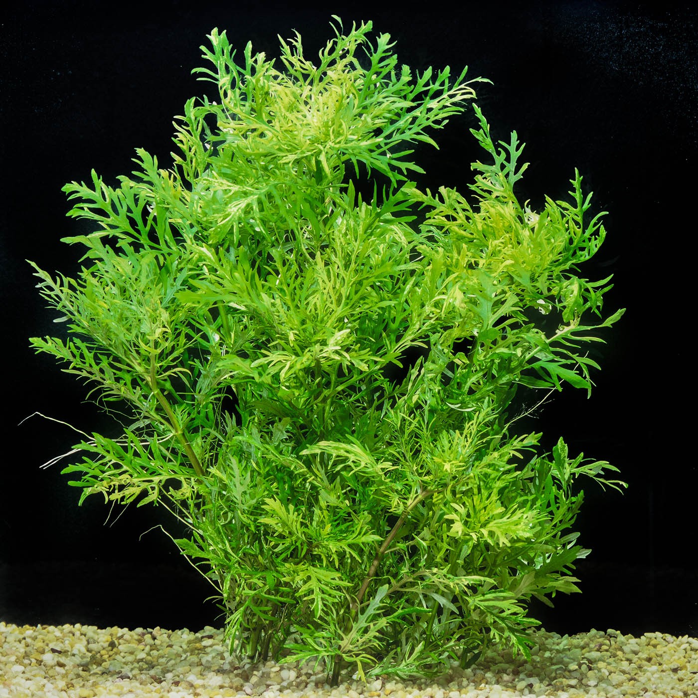 Hygrophila Difformis (Çınar)