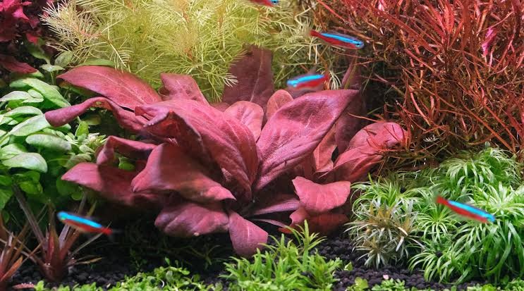 Samolus Parviflorus Red