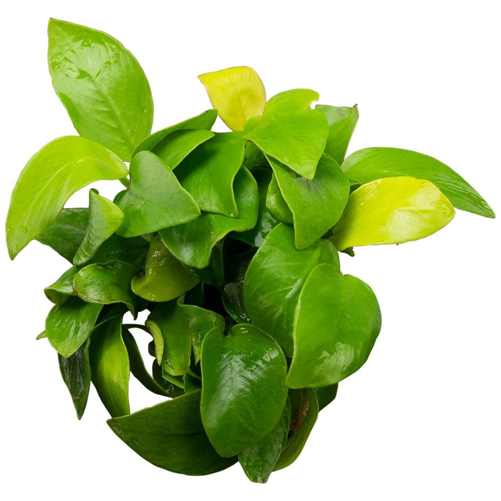 Anubias Barteri Var Nana Golden