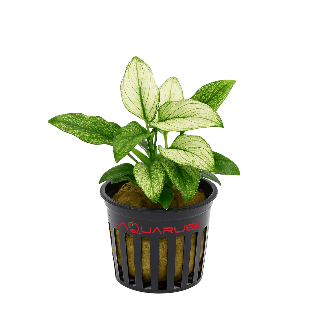 Anubias Nana Pinto Mini Vitro