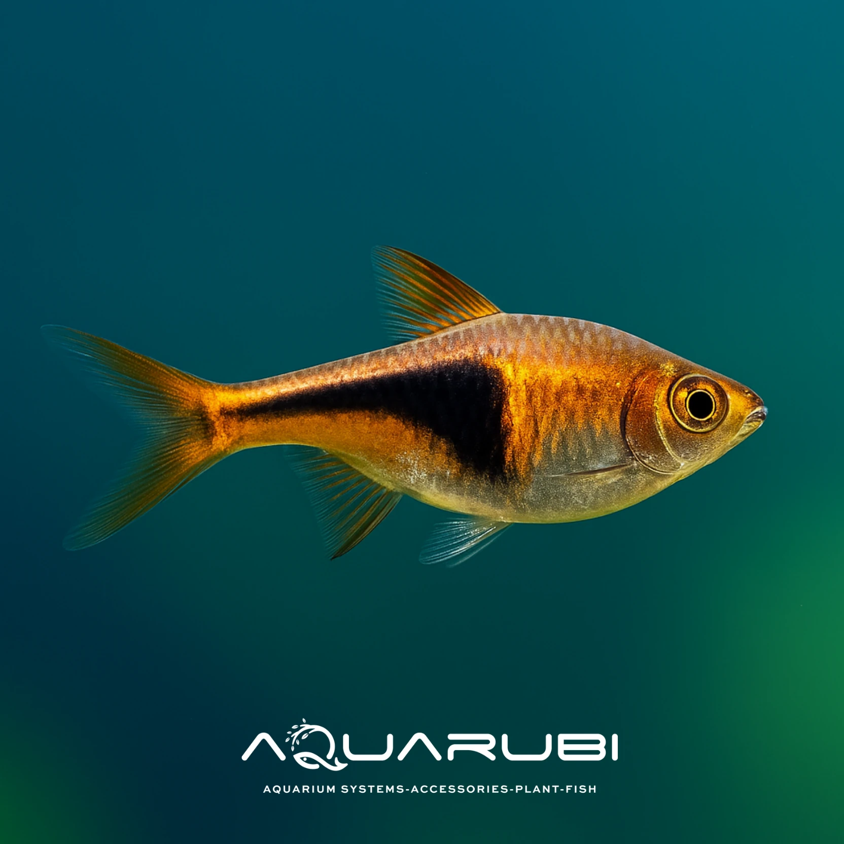 Harlequin Rasbora (10 Adet)