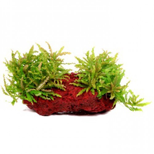 Pogostemon Helferi (Lav Kayası)