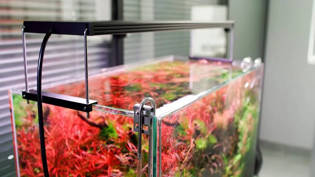 Chihiros Wrgb II Pro 90 Led AydınlatmaChihiros