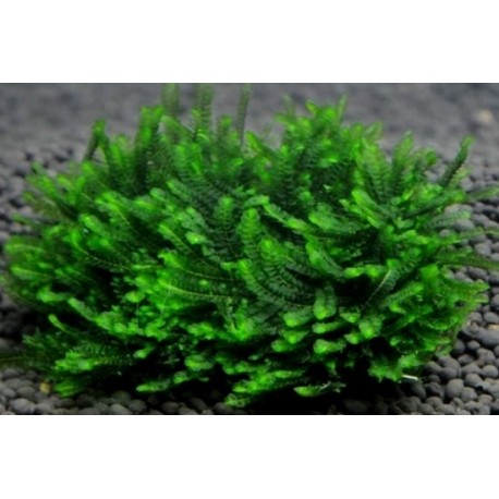 Mini Rosa Moss