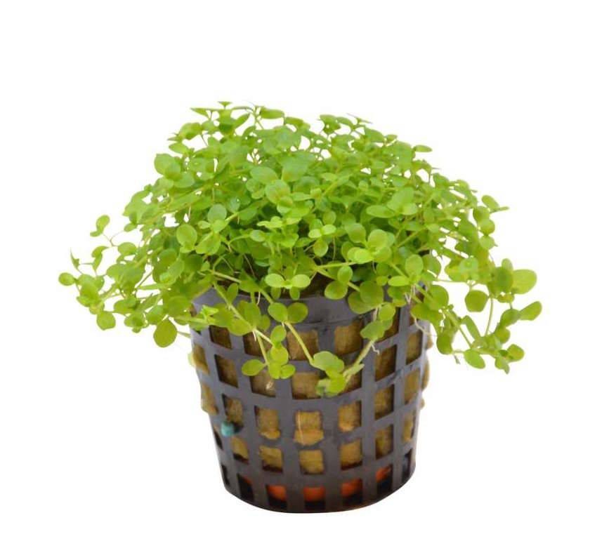 Micranthemum Monte Carlo