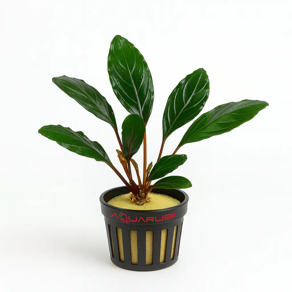 Bucephalandra Green Skeleton King - Green Achilles Bucephalandra Green Skeleton King - Green Achilles