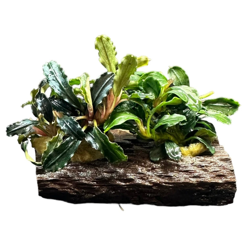bucephalandra dwarf mix on wood ‘APC’