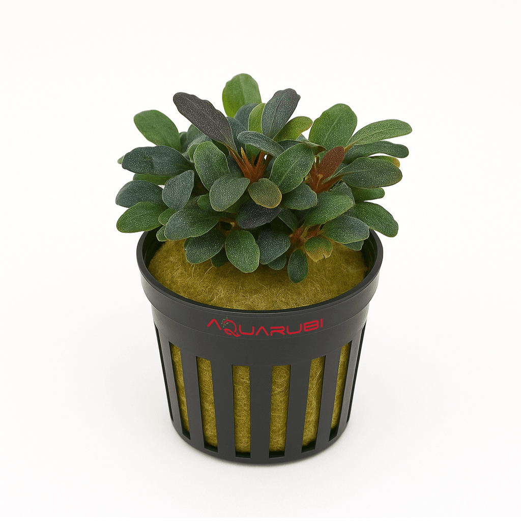 Bucephalandra Brownie Purple Saksı