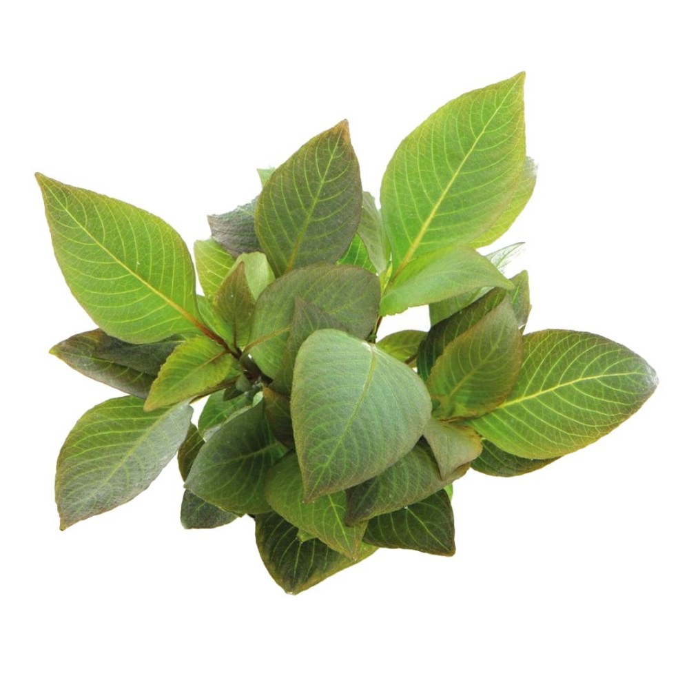 Hygrophila Corymbosa (Limon)