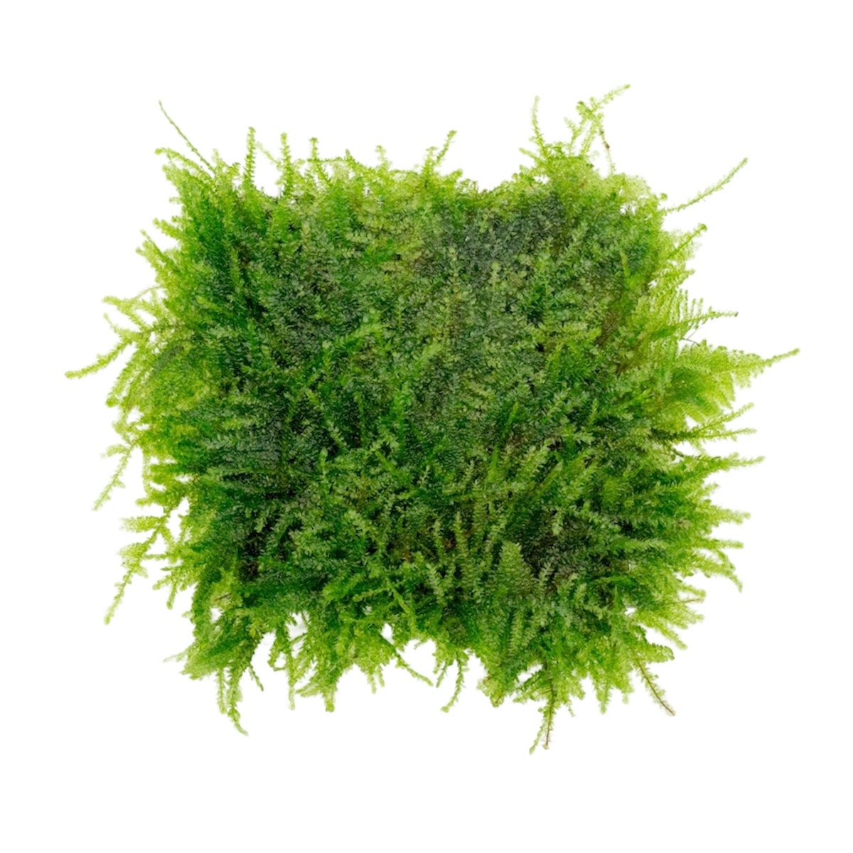 Vesicularia ferriei 'Weeping Moss' 10x10cm