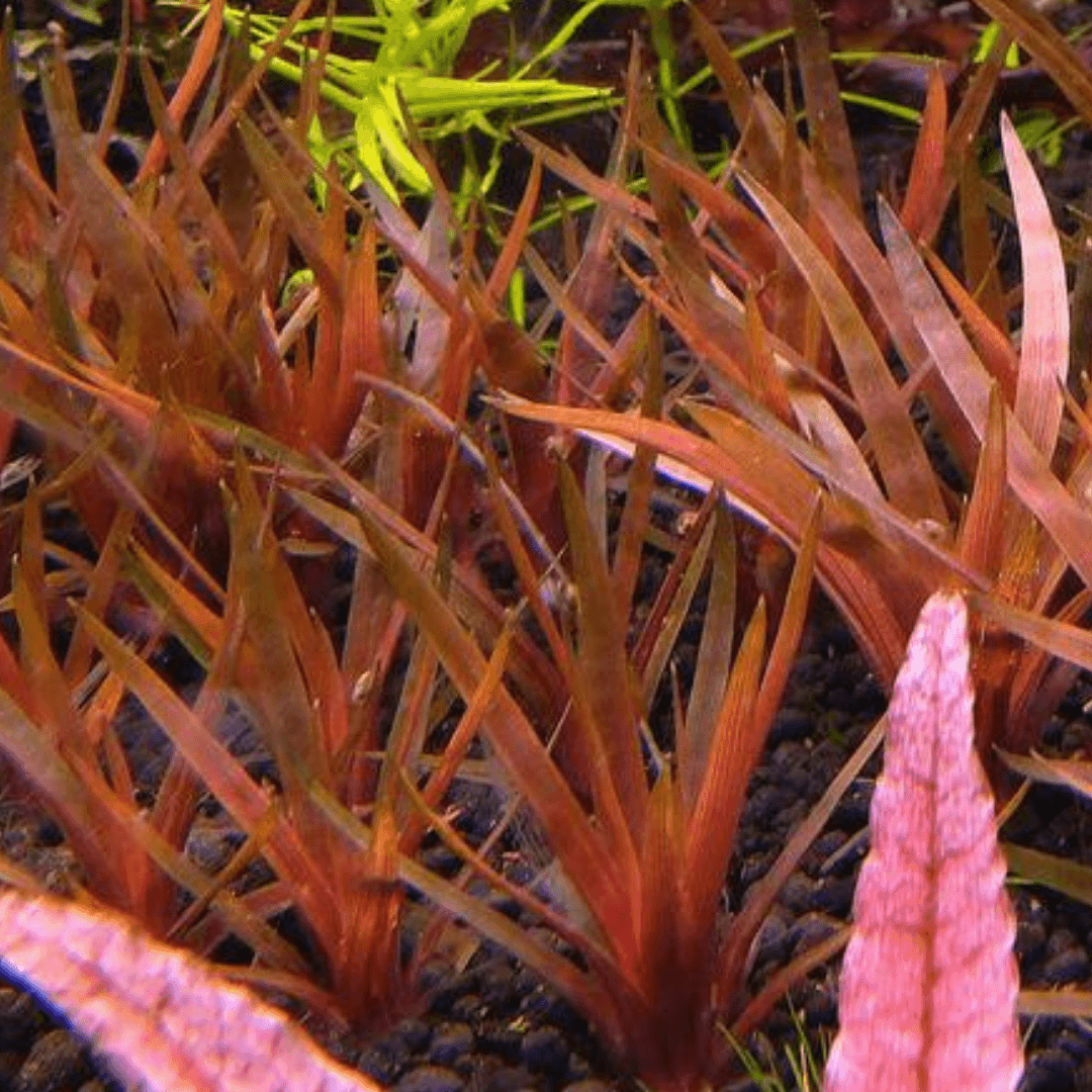 Eriocaulon Quinquangulare