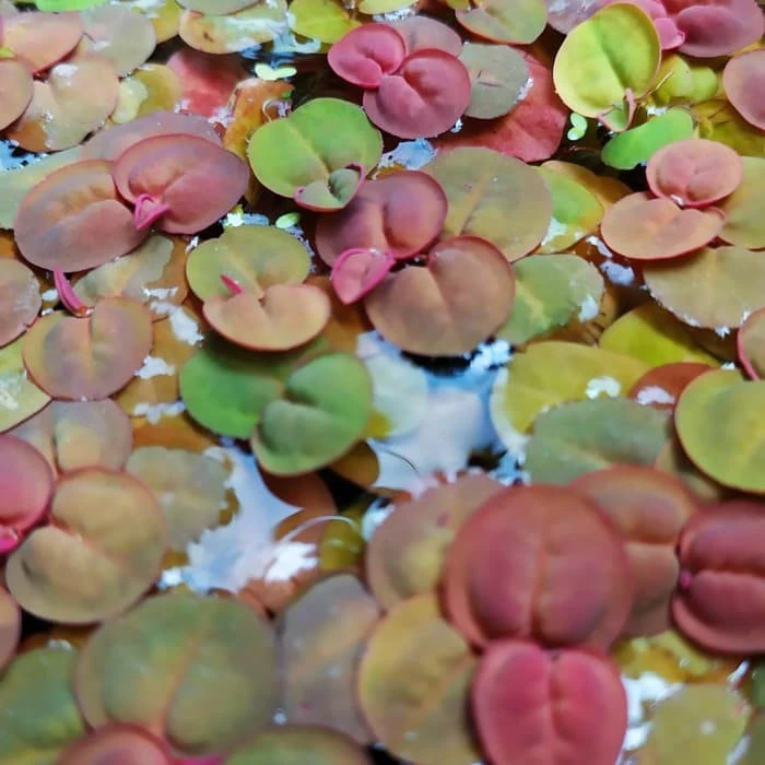 Phyllanthus Fluitans Red Root Floater Porsiyon