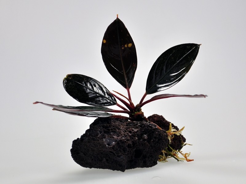 Bucephalandra Dark Achilles
