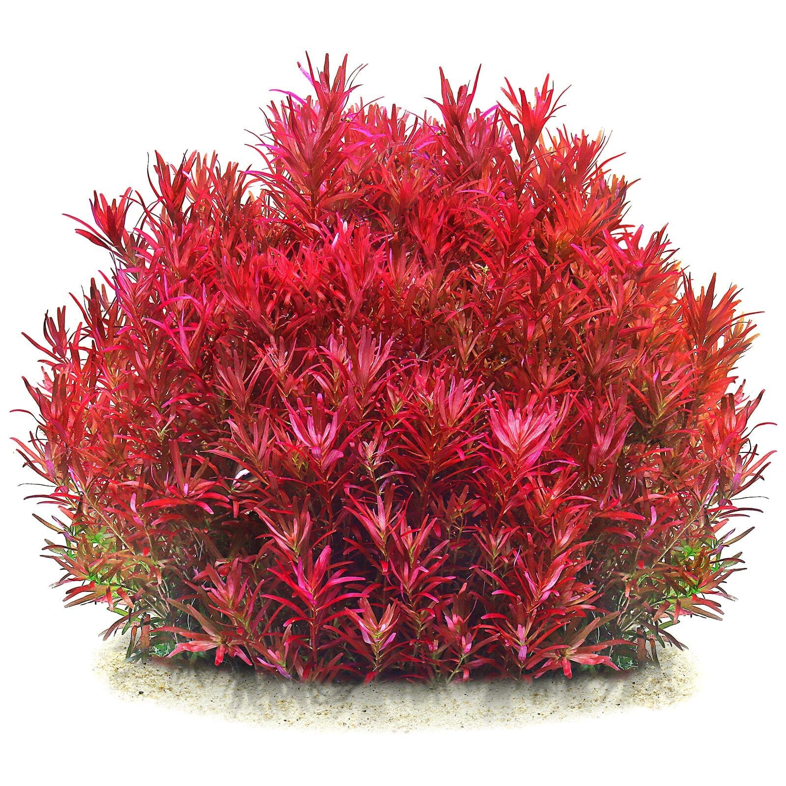 Rotala Blood Red Vitro (apc)
