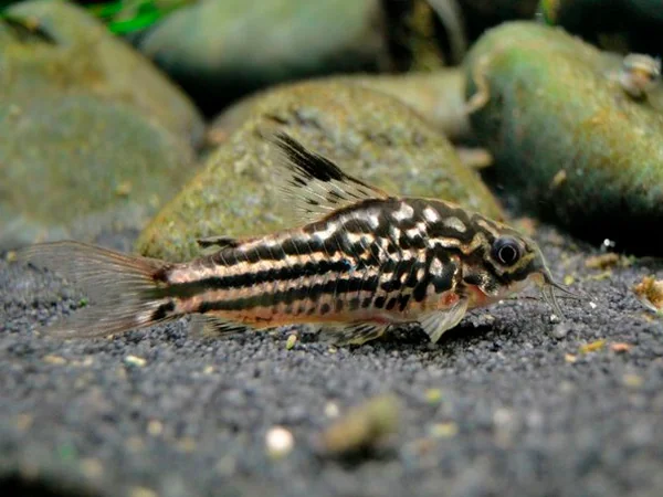 Corydoras Napoensis 3cm (5 adet)