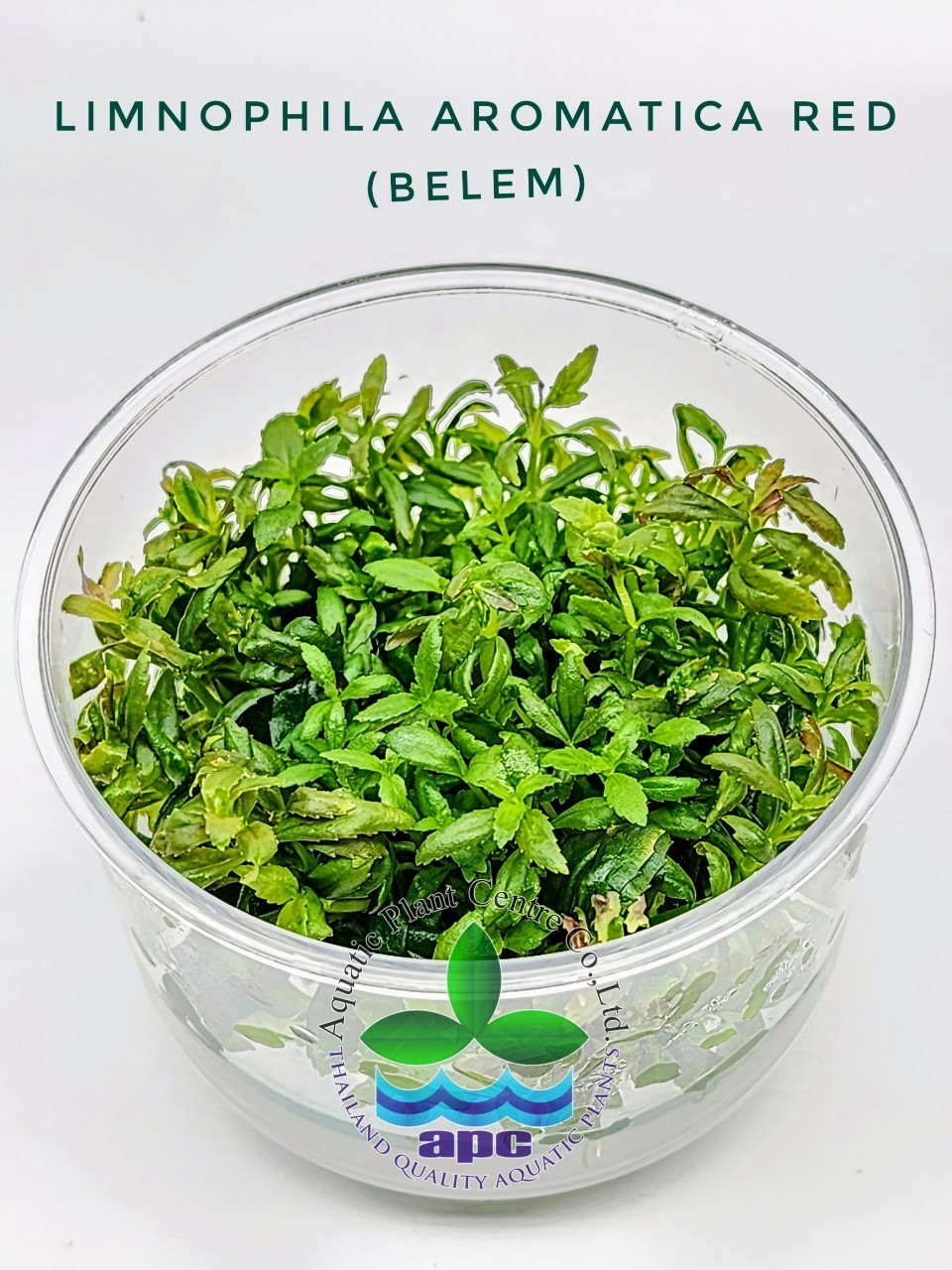 Ludwigia Aromatica Red Belem
