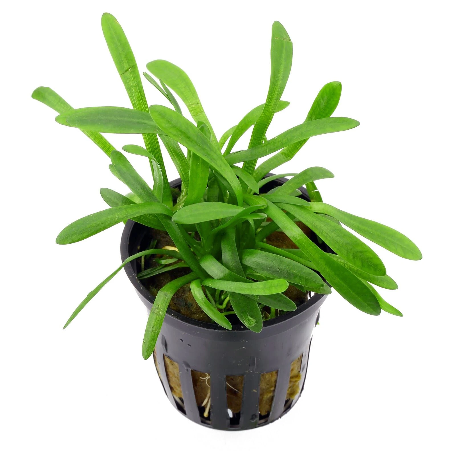 Sagittaria Subulata Pusilla