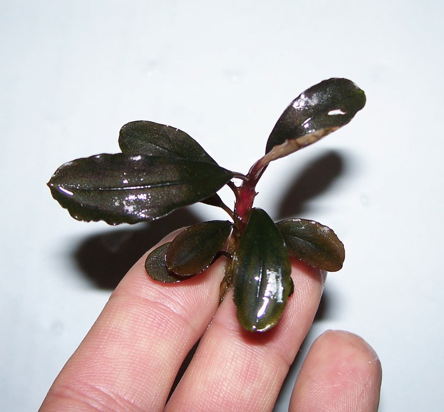 Bucephalandra Kir Royale