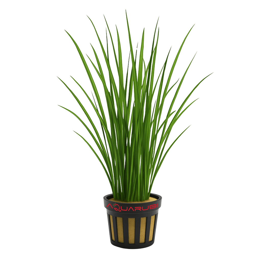 Vallisneria Nana