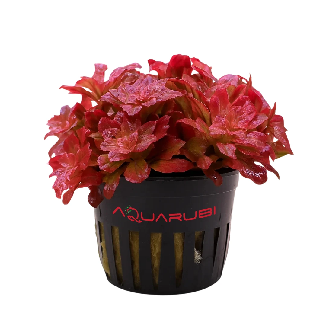 Ludwigia Sphaerocarpa Mini