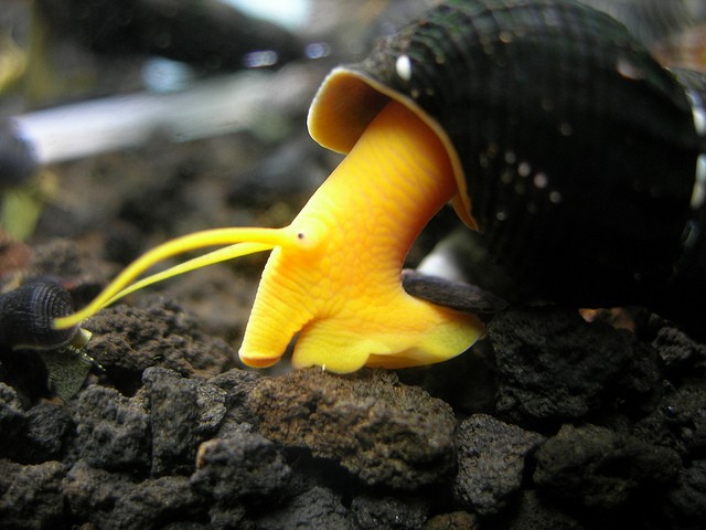 Poso Orange Rabbit Snail 4-5 cm