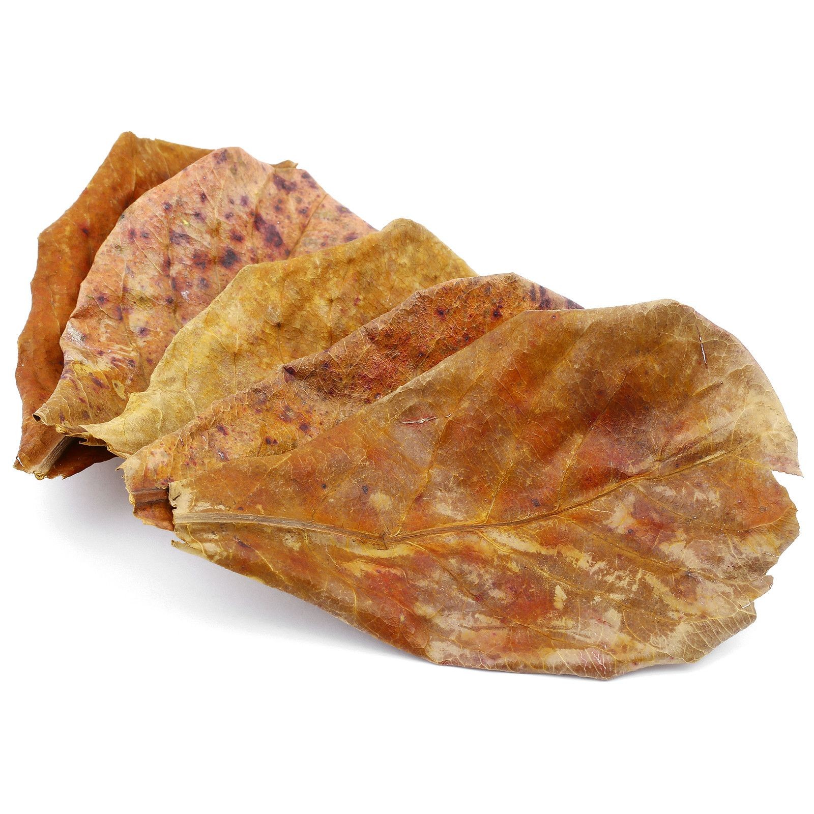 Catappa Yaprağı L