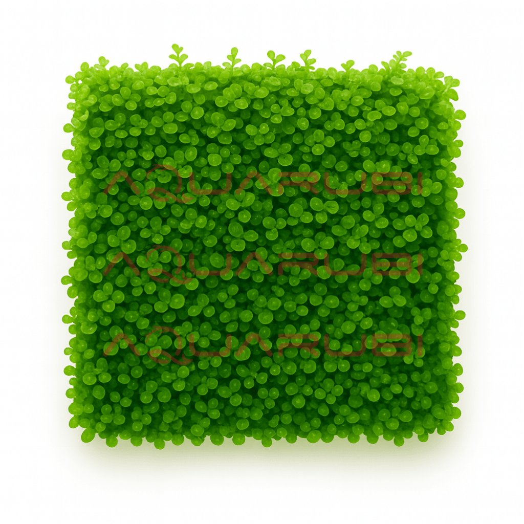 Tetragonum Moss