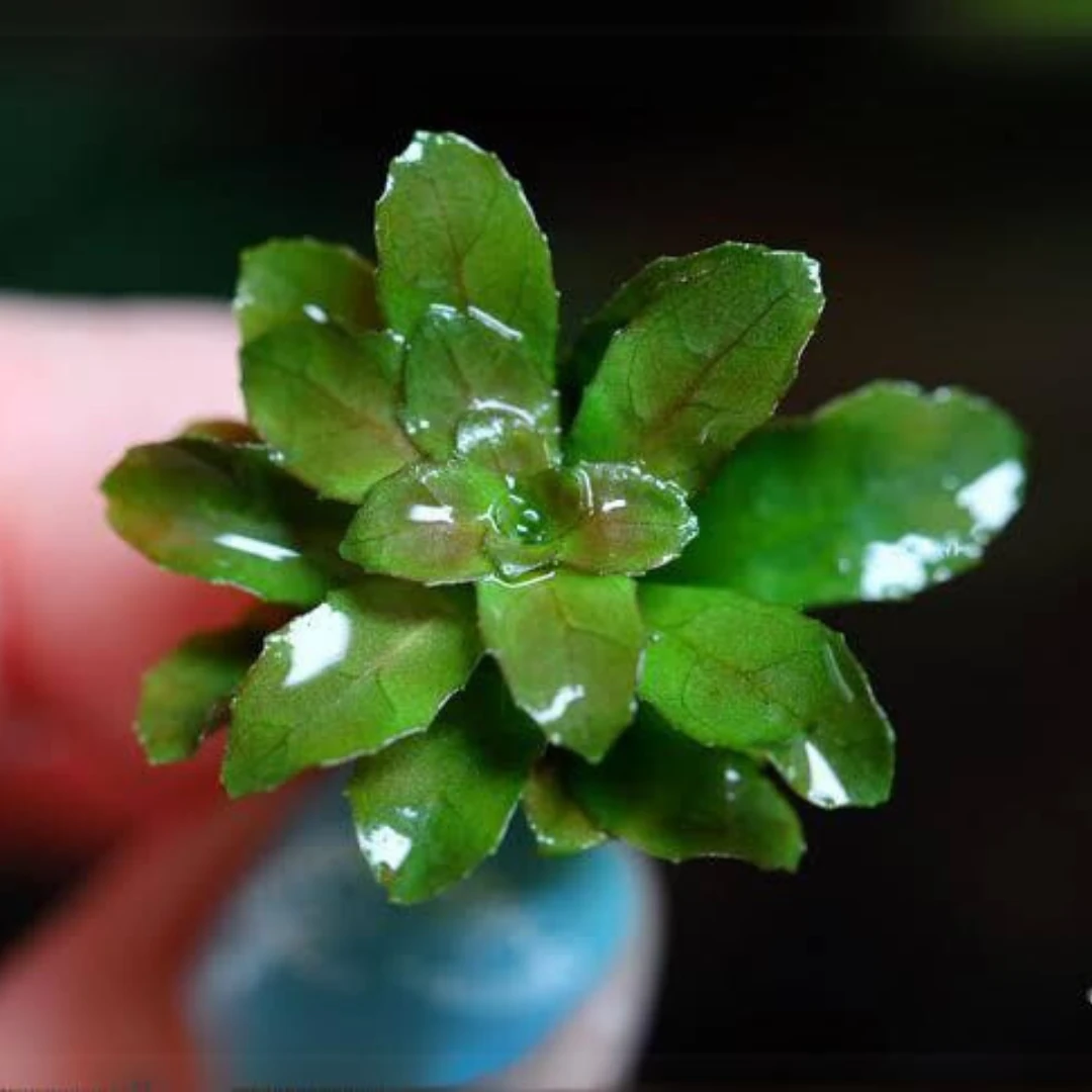 Ludwigia Sphaerocarpa Mini