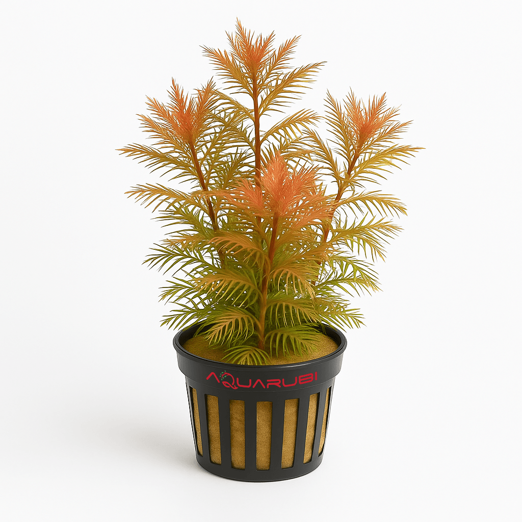 Proserpinaca Palustris 'Cuba'