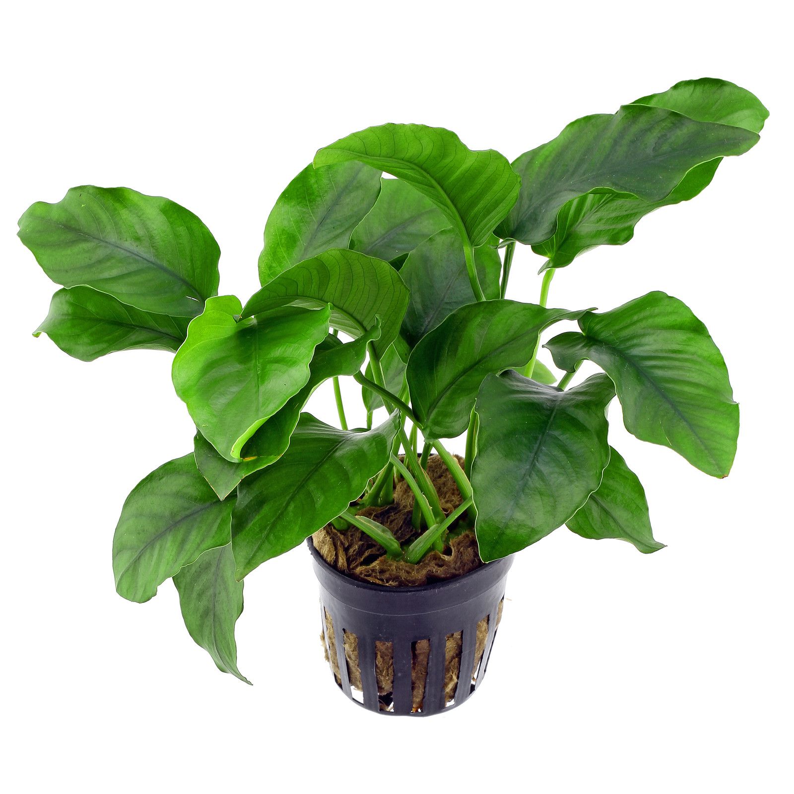 Anubias barteri var barteri -L-