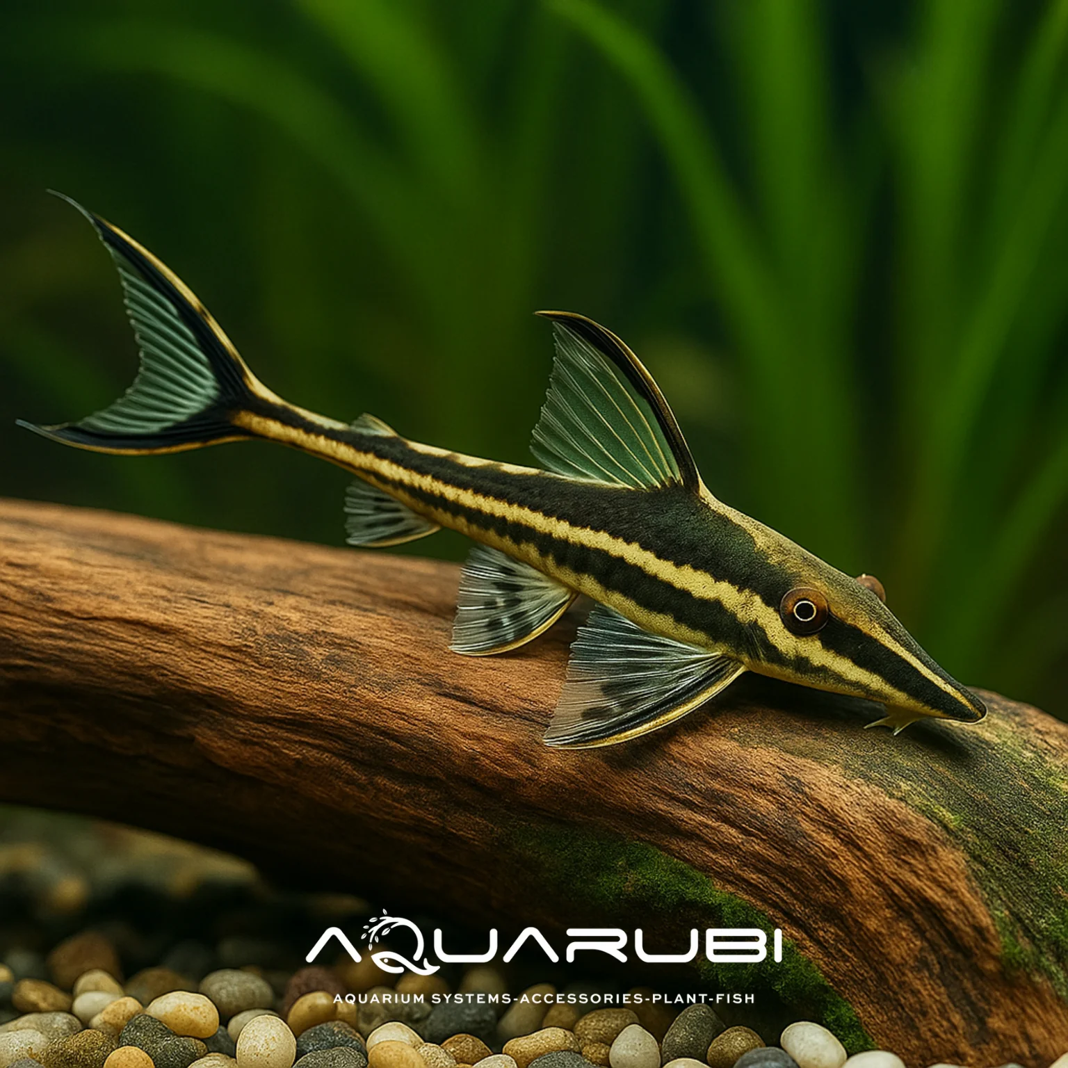 Royal Farlowella Whiptail Catfish (Sturisoma sp.)