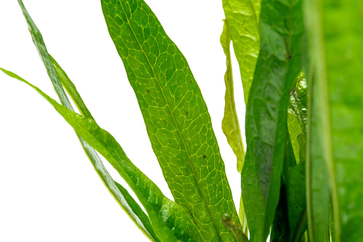 Microsorium Pteropus Black Forest (hardy)