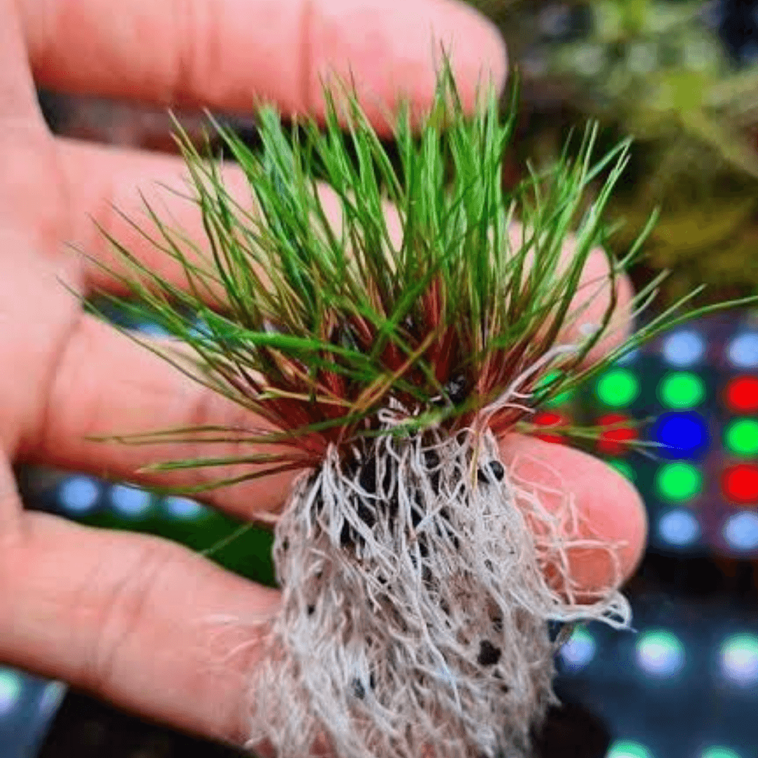 Eriocaulon Blood Vomit
