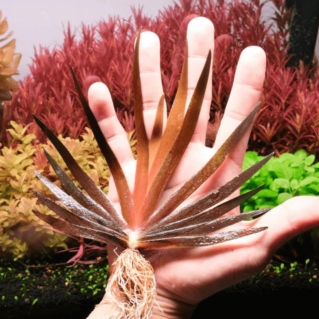 Xyris Sp Red