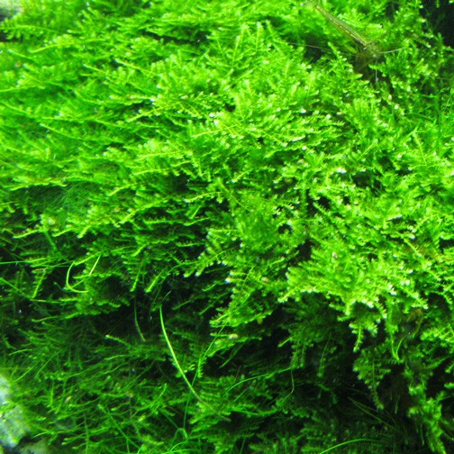 Vesicularia dubyana 'Christmas Moss'