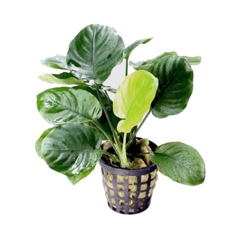 Anubias barteri rainforest