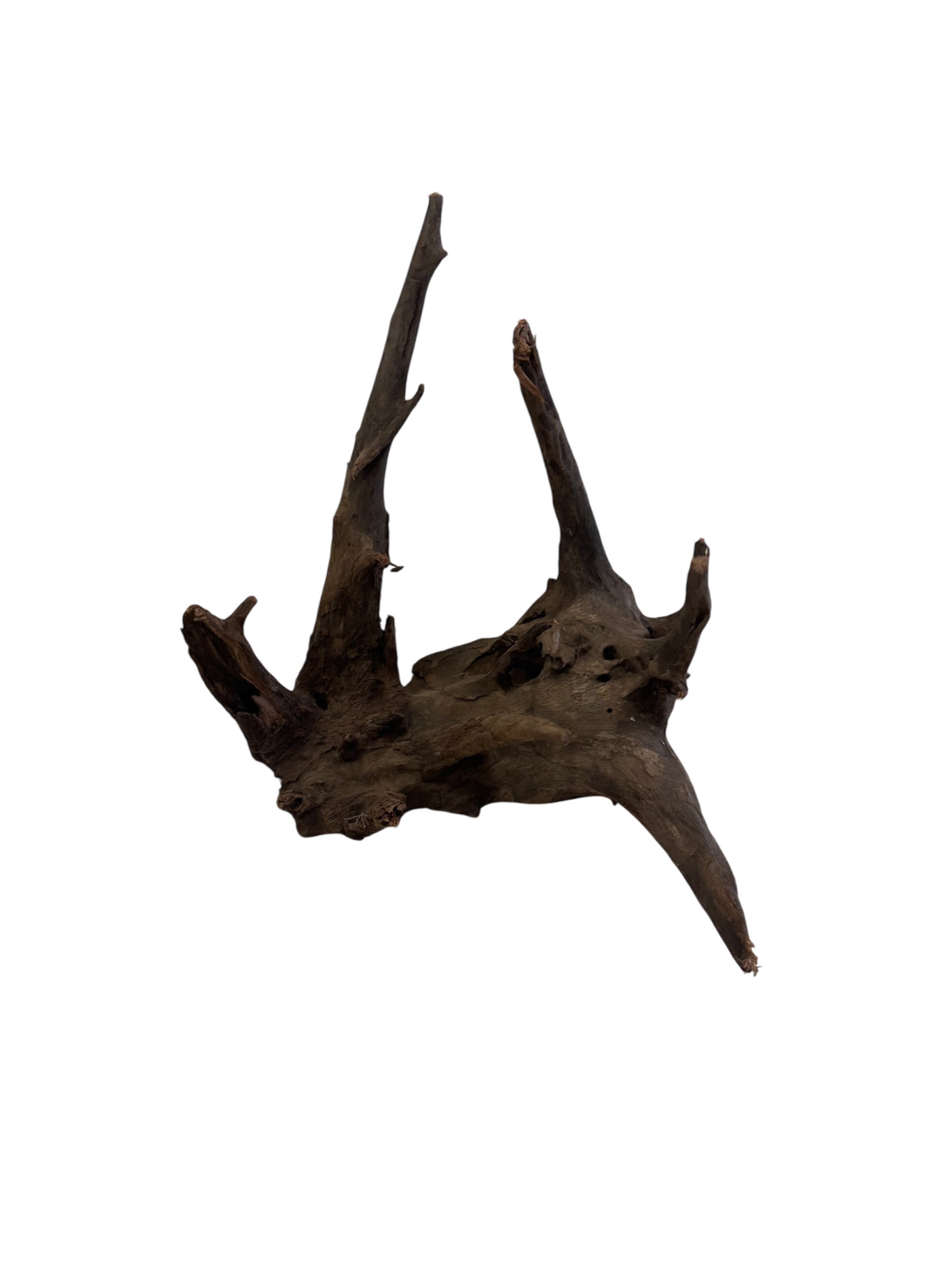 Tree Root Wood 20-30cm
