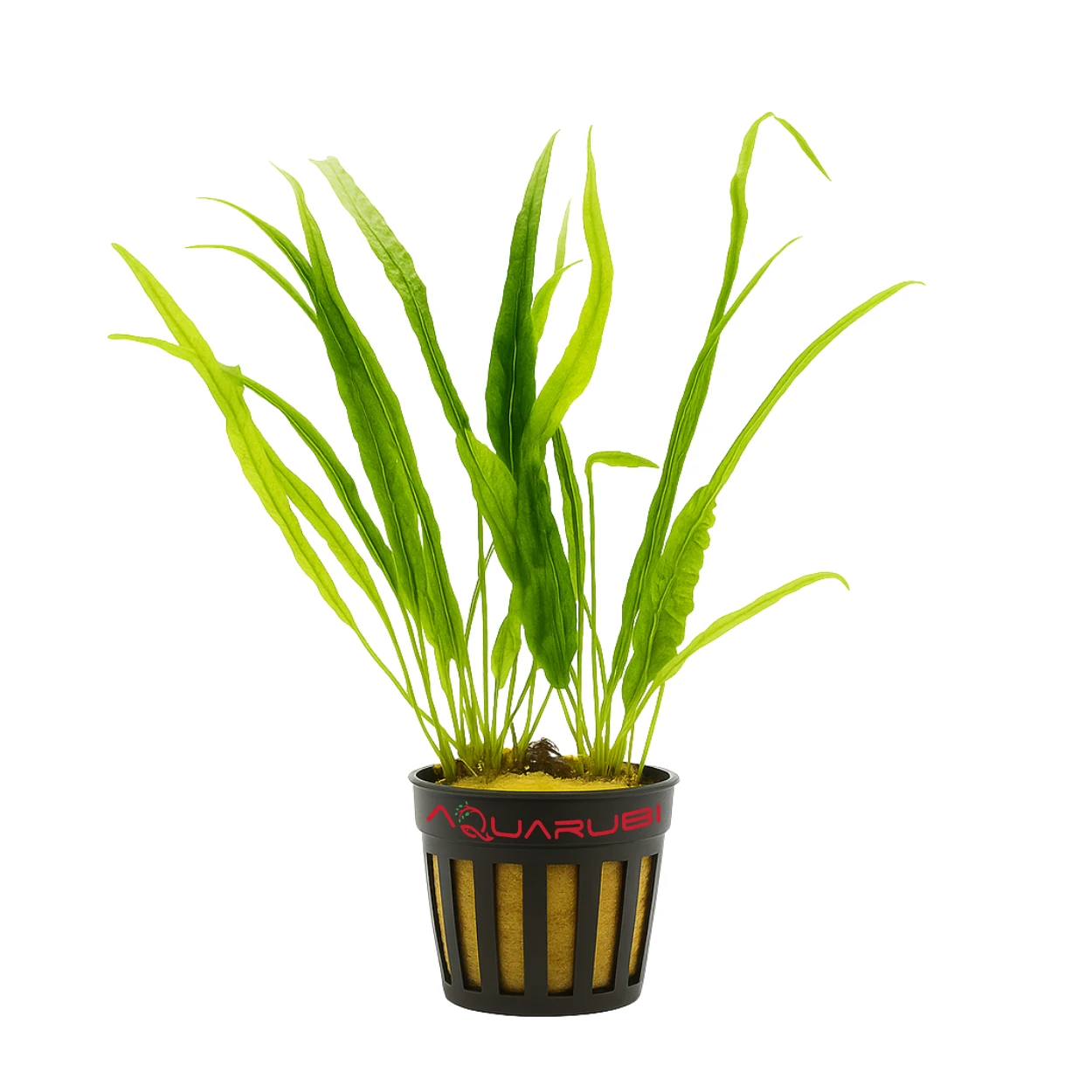 Microsorium Pteropus Needle Leaf