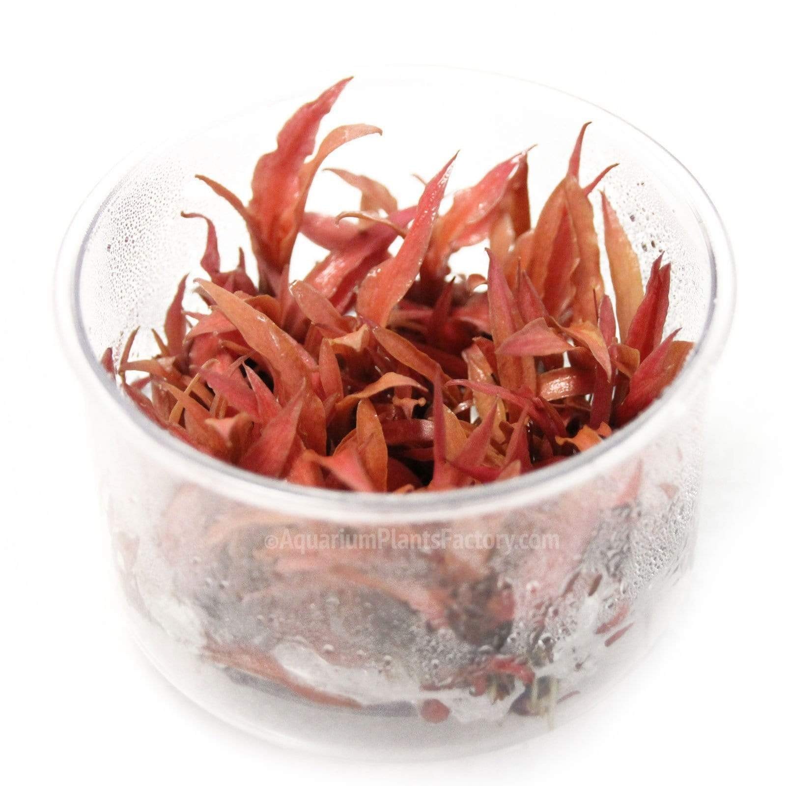 Cryptocoryne Albida Red Vitro